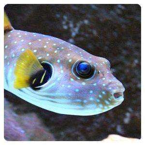 Arothron hispidus