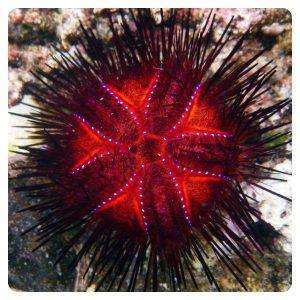 Astropyga radiata
