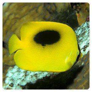 chaetodon-speculum