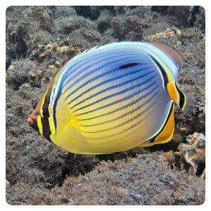 chaetodon-trifasciatus