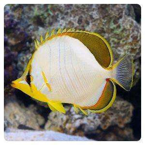 chaetodon-xanthocephalus