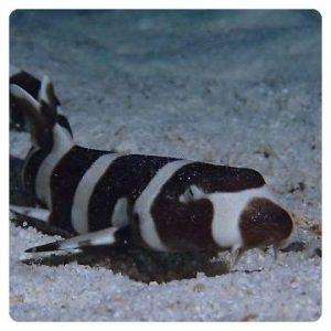 chiloscyllium-punctatum