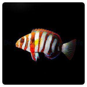 choerodon_fasciatus