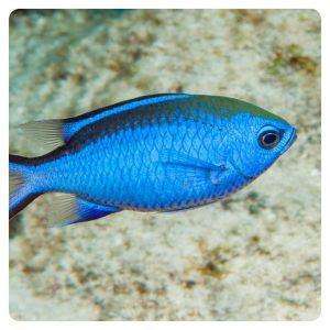 chromis cyanea
