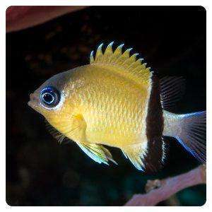 chromis retrofasciata