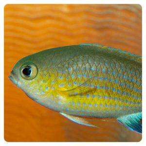 Vanderbilti chromis