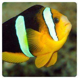 clarkii