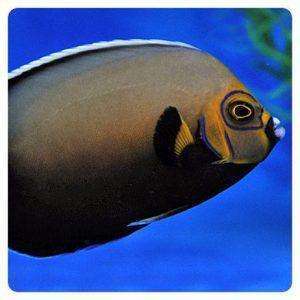 Chaetodontoplus conspicillatus