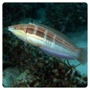 coris-caudimacula
