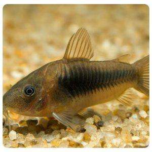 Corydoras aeneus