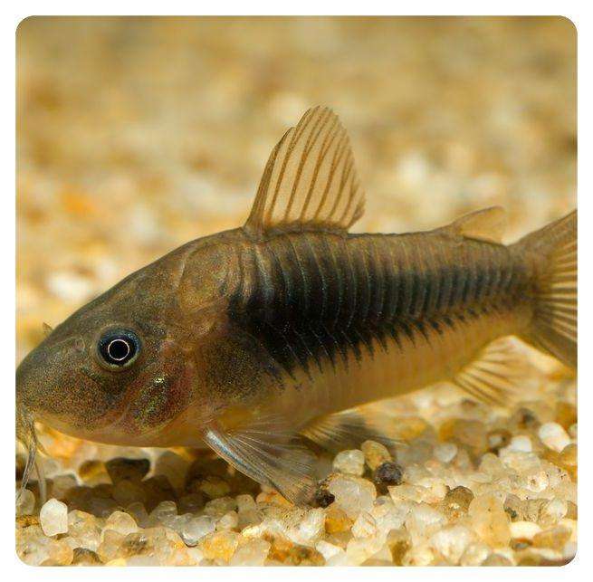 cory aeneus Corydoras aeneus