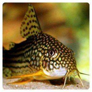 Corydoras sterbai