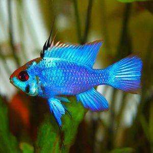 Mikrogeophagus ramirezi elettric blue