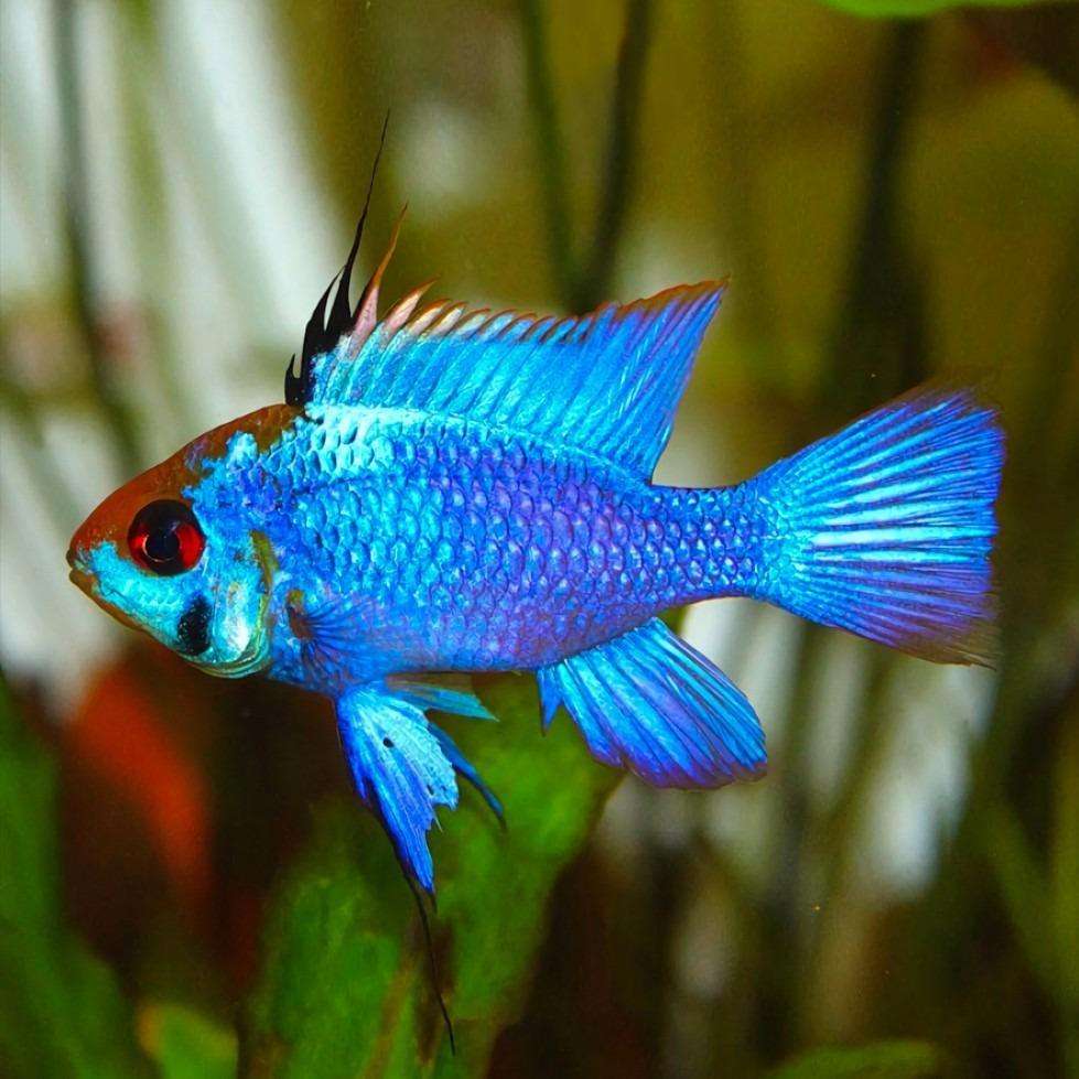 Mikrogeophagus ramirezi elettric blue Mikrogeophagus ramirezi elettric blue
