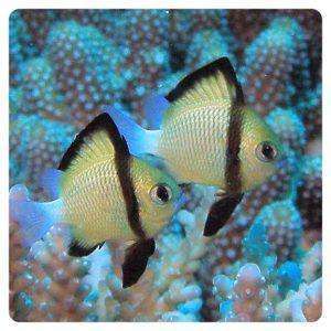dascyllus-reticulatus