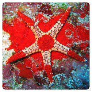 fromia-monilis
