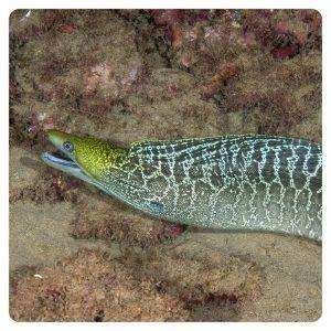 gymnothorax-undulatus