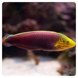 Halichoeres iridis