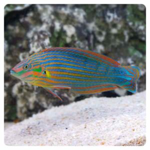 halichoeres melanurus