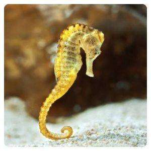 hippocampus reidi