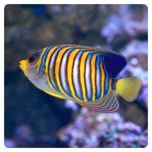 Pygoplites diacanthus