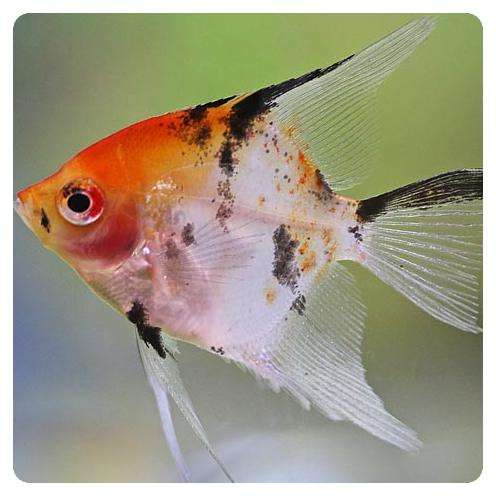 Pterophyllum scalare koi full orange Pterophyllum scalare koi full orange