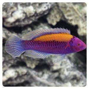 cirrhilabrus aurantidorsalis