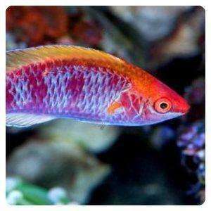 cirrhilabrus lubboki