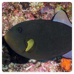 melichthys-vidua