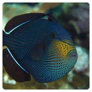 melichtys-niger