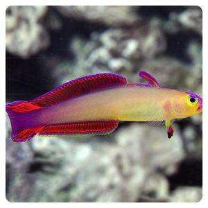 nemateleotris Exquisita