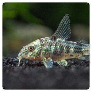 Corydoras paleatus long fin
