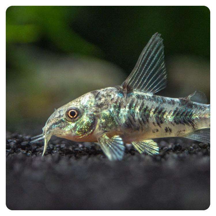 Corydoras paleatus long fin Corydoras paleatus long fin