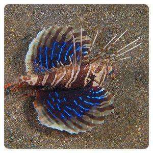 parapterois-heterura