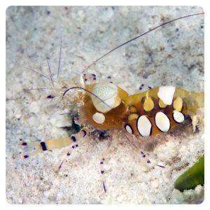 Ancylocaris brevicarpalis