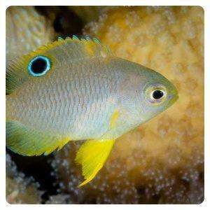 pomacentrus-amboinensis