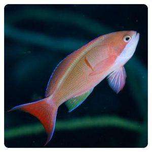 pseudanthias-cooperi