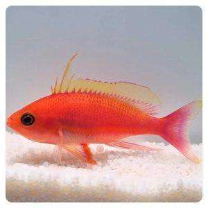 pseudanthias-pulcherrimus