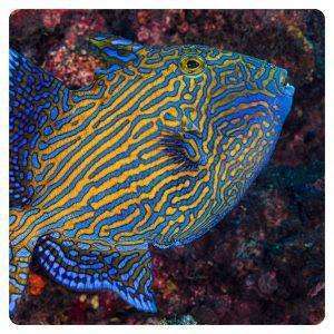 pseudobalistes-fuscus