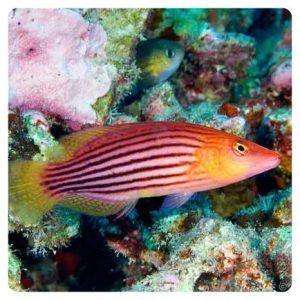 pseudocheilinus-octotaenia