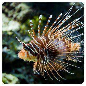 pterois-antennata
