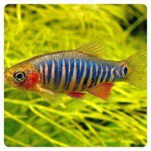 Microrasbora (danio) erythromichron
