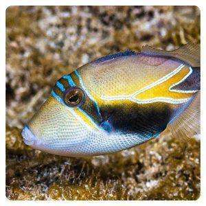 rhinecanthus rectangulus