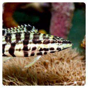 serranus-tigrinus