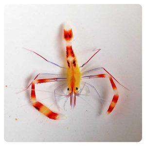 stenopus-cyanoscelis