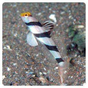 stonogobiops-xanthorhinica