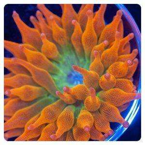 entacmea quadricolor sunbrust