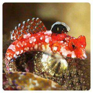 Synchiropus stellatus