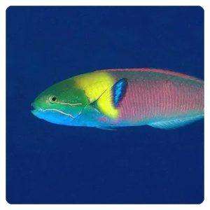 thalassoma-amblycephalum