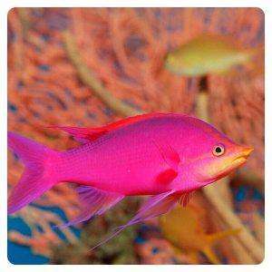 pseudanthias tuka